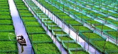 二十年耕耘，八大巨變 中國農(nóng)業(yè)的未來圖景與青年機(jī)遇