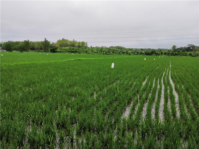 綠色防控繪新篇 河南商城縣榮獲全國農(nóng)作物病蟲害“綠色防控示范縣”稱號(hào)
