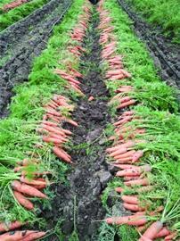 仁兆蔬菜與苗木產(chǎn)業(yè)齊頭并進(jìn)，農(nóng)業(yè)出口創(chuàng)匯破億美元