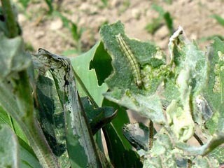 綠色果園守護(hù)者 生物防治技術(shù)在水果病蟲害管理中的應(yīng)用與展望